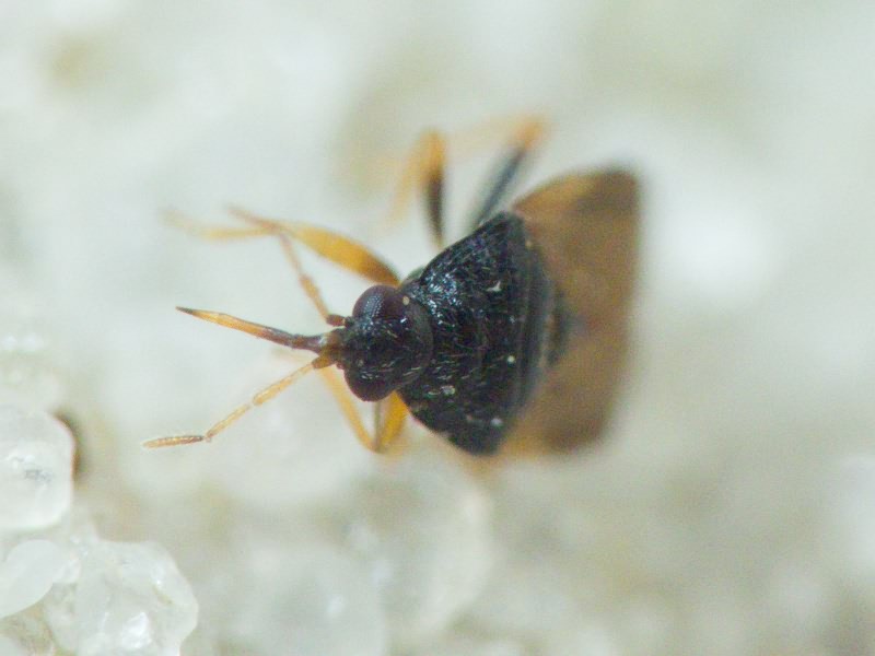 Anthocoridae Fieber, 1837